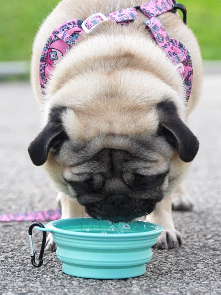 Bebedero Plegable, , large Imagen numero 4