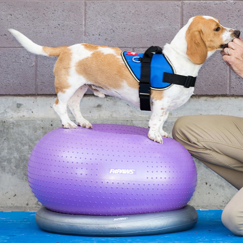FitPAWS Soporte para donut gris 63 cm, , large Imagen numero 3