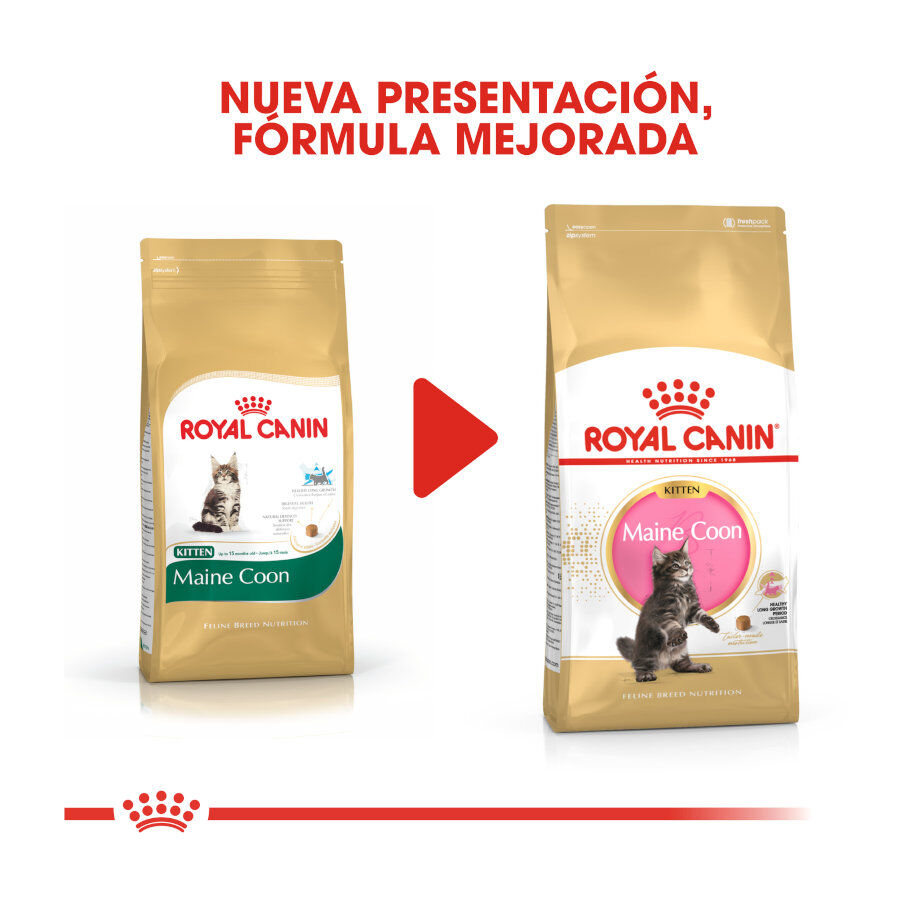Royal Canin Kitten Maine Coon pienso para gatos thumbnail