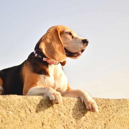 Dashi stripes collar de poli&eacute;ster rosa y negro para perros, , large Imagen numero 4