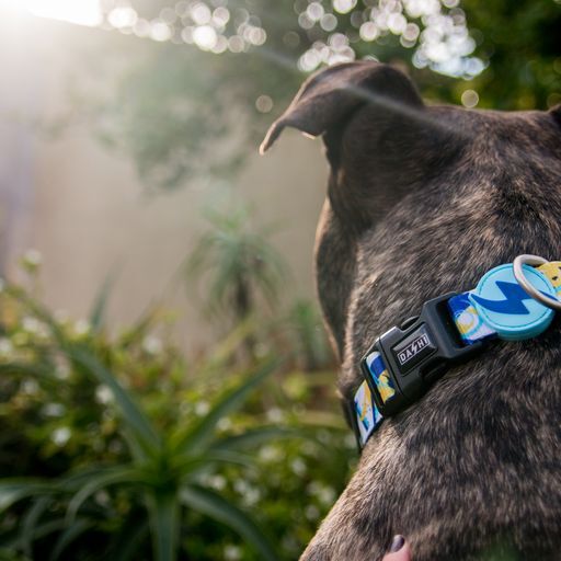 Collar Nebula para perros color Multicolor, , large Imagen numero 5