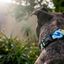 Collar Nebula para perros color Multicolor, , large indicador imagen numero 5