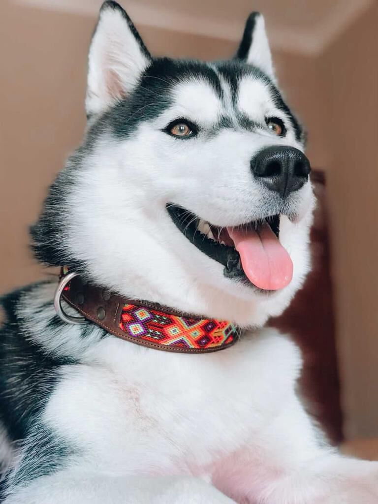 LOYAL COLLAR DE PIEL ARTESANAL TALLA L PARA PERROS, , large Imagen numero 4