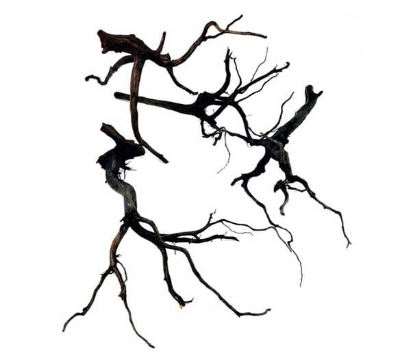 My Shrimp House Rasamala Madera Negra para Peces