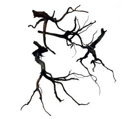Madera Rasamala Black S