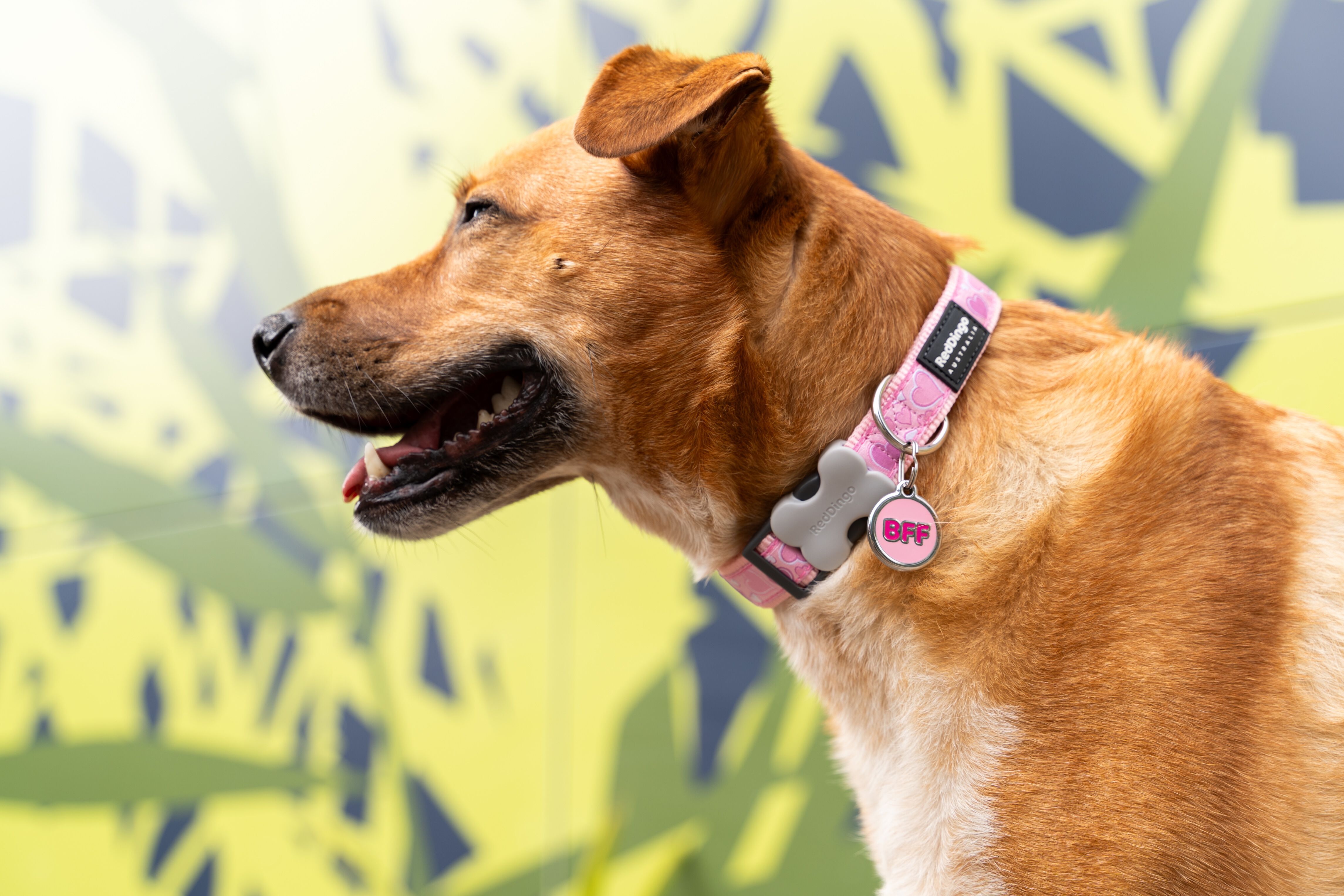 Placa identificativa Acero Inoxidable BFF Rosa Fuerte para perros, , large Imagen numero 2