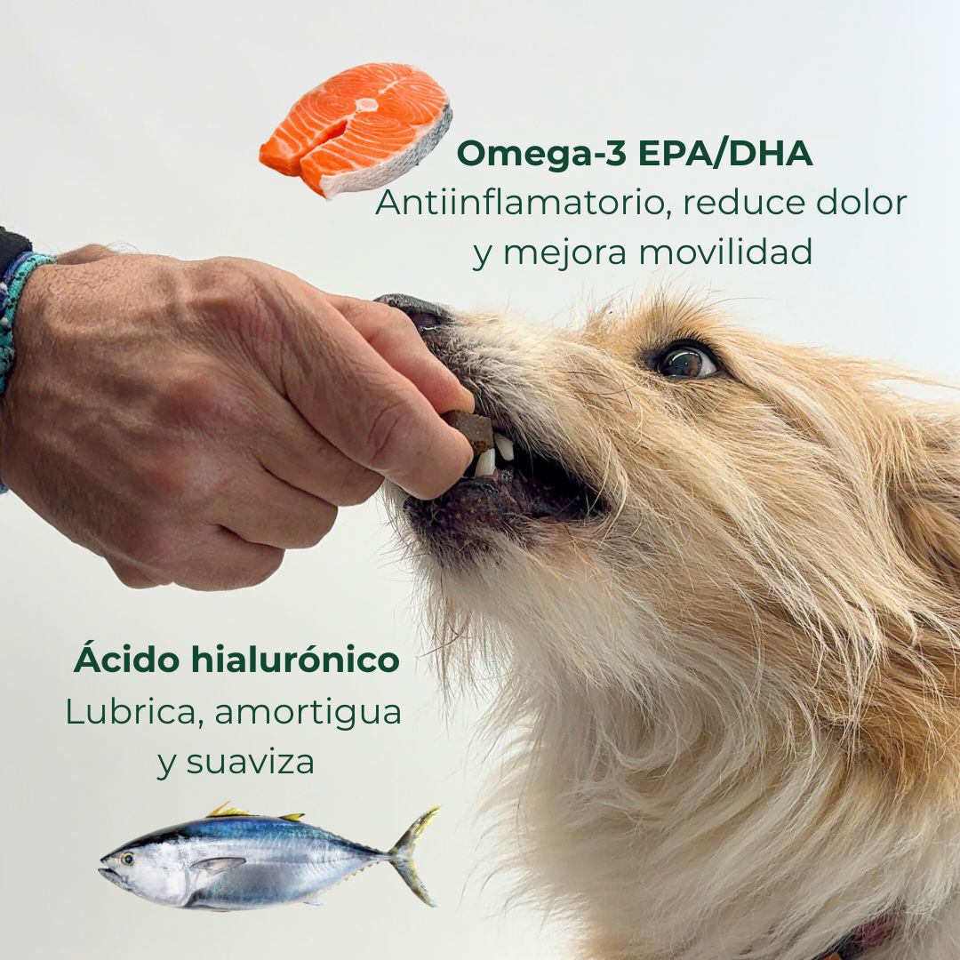 Suplemento nutricional para las articulaciones del perro, , large Imagen numero 3