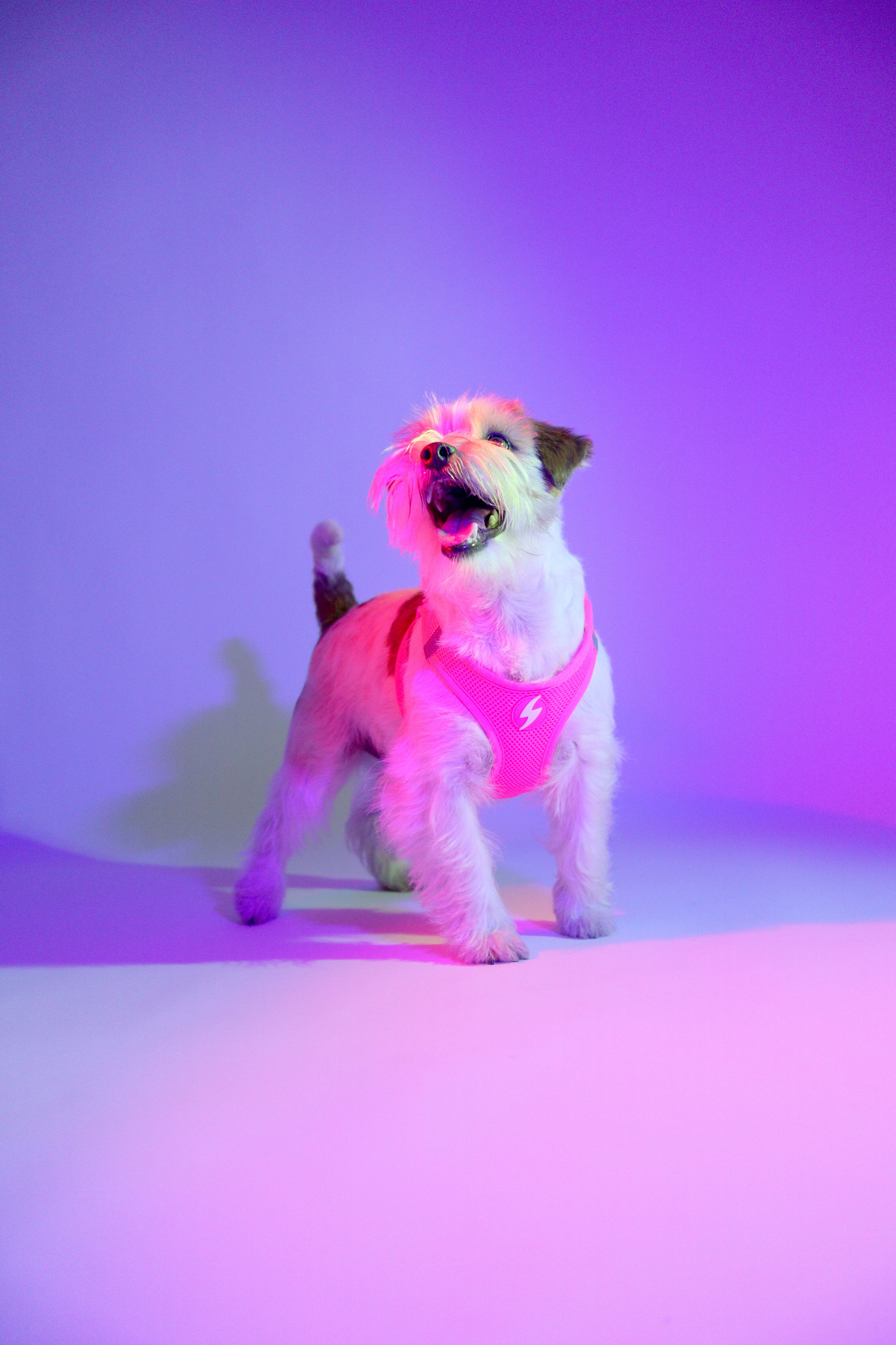 Neon Rosa Oxy Mesh, , large Imagen numero 2