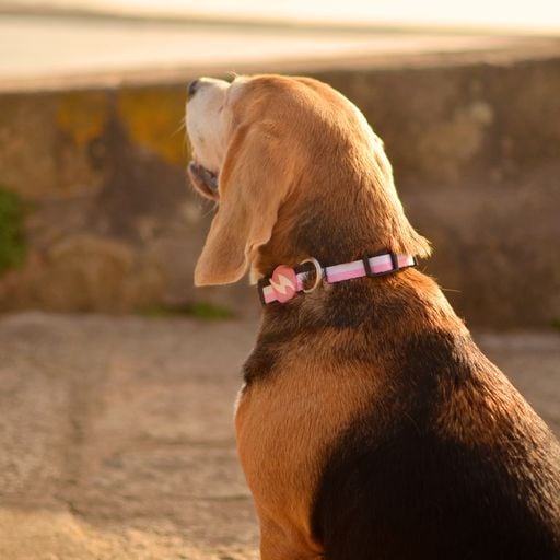 Dashi stripes collar de poli&eacute;ster rosa y negro para perros, , large Imagen numero 5
