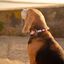Dashi stripes collar de poliéster rosa y negro para perros, , large indicador imagen numero 5