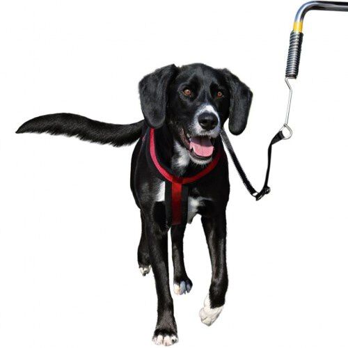 Correa de ciclismo para perros color Multicolor, , large Imagen numero 1