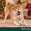 Wonder Christmas Erizo Peluche para perros, , large indicador imagen numero 2