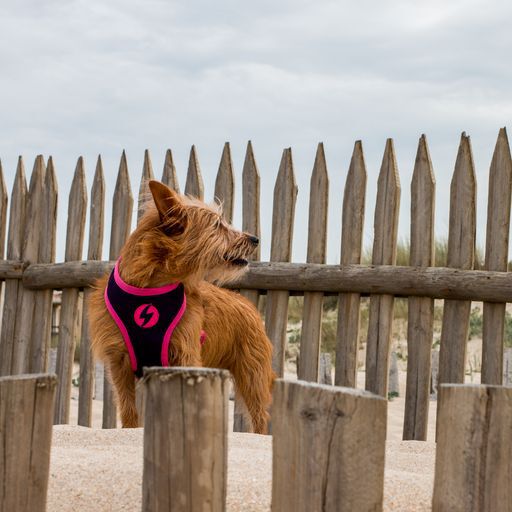 Arn&eacute;s reversible Unicorn Neo Mesh para perros color Varios, , large Imagen numero 4