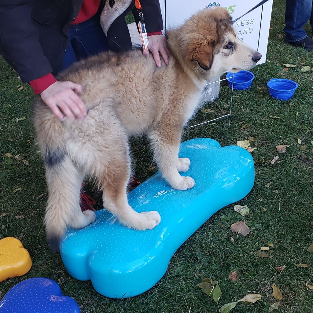 FitPAWS Plataforma equilibrio mascotas Giant K9FITbone PVC verde agua, , large Imagen numero 2