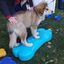 FitPAWS Plataforma equilibrio mascotas Giant K9FITbone PVC verde agua, , large indicador imagen numero 2
