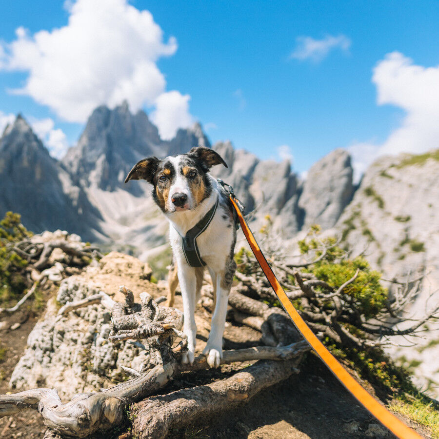 Non-stop dogwear Bungee Correa El&aacute;stica Negra y Naranja para perros, , large Imagen numero 9