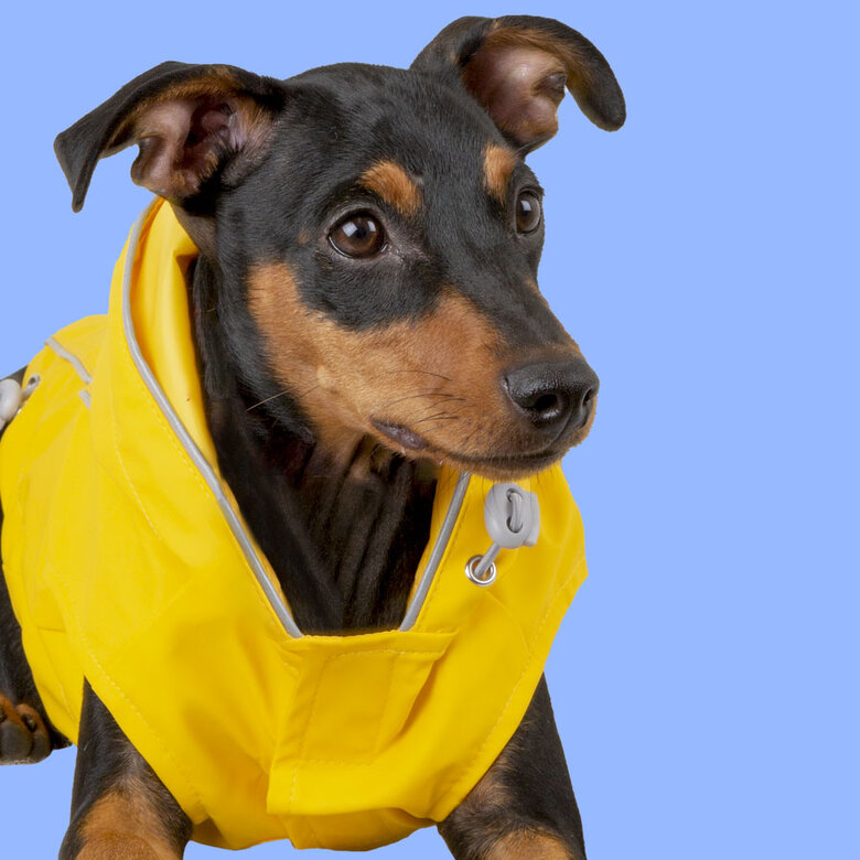 Outech Fisher Impermeable amarillo para perros, , large image number null