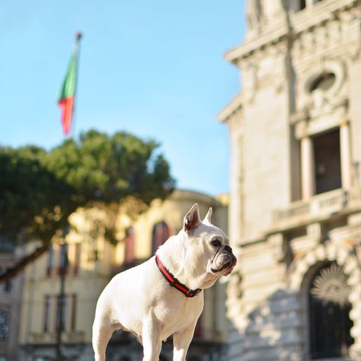 Dashi stripes collar de poli&eacute;ster rojo y negro para perros, , large Imagen numero 3