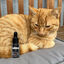 CALMA CBD para Gatos | Aceite de CBD, , large indicador imagen numero 2