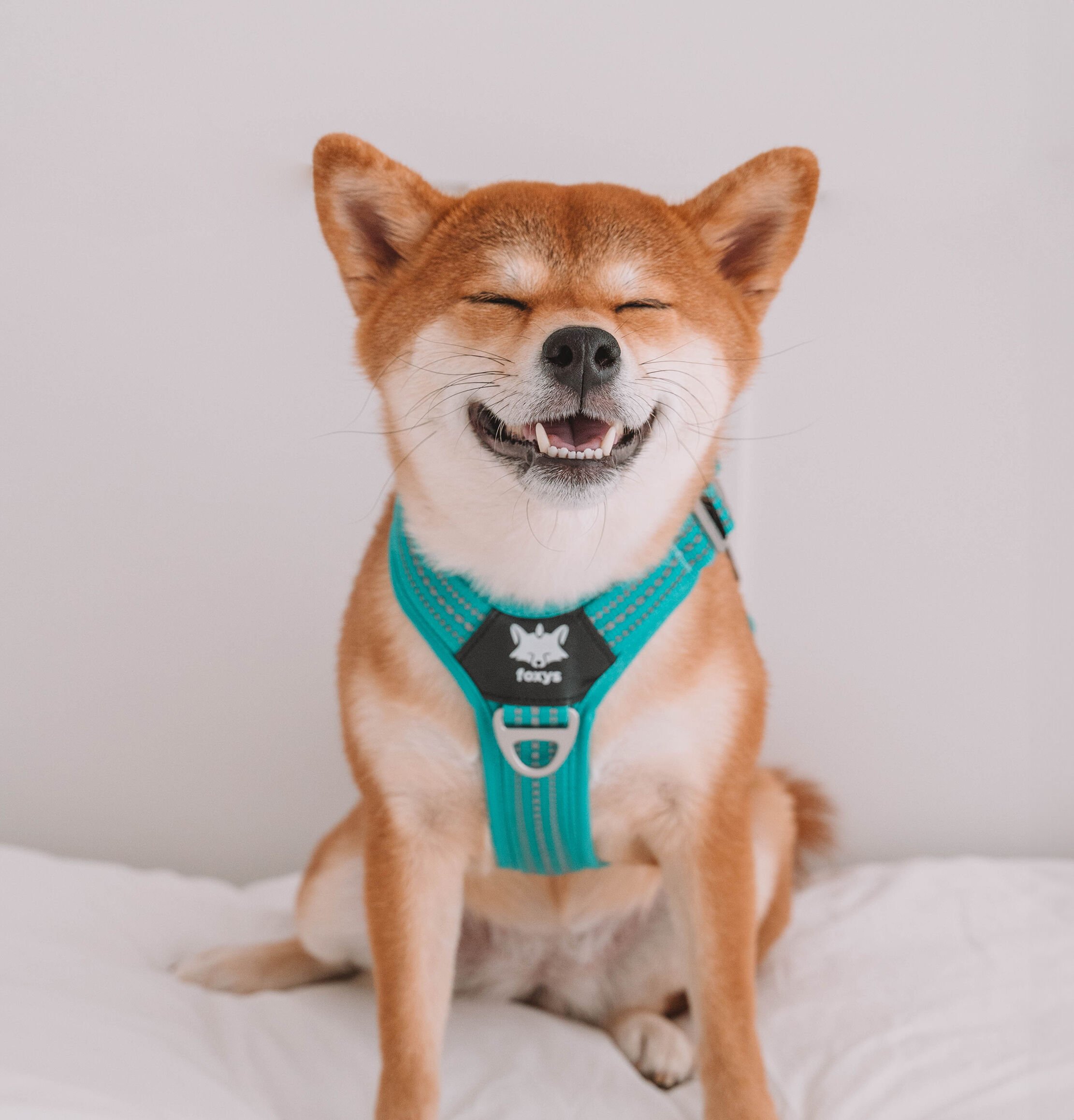 Foxys Arnés Antitirones con hebillas reforzadas aqua para perros