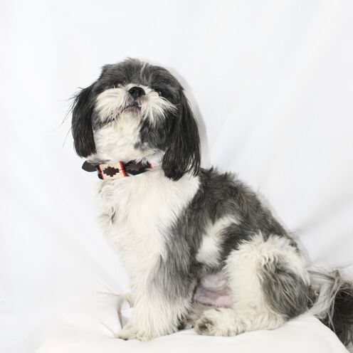 La Casa de Turr&oacute;n - Collar de cuero para perro modelo Bariloche - Elegante y Duradero, , large Imagen numero 8