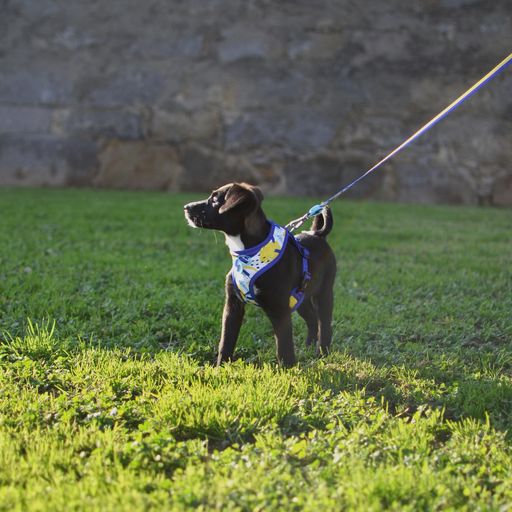 Arn&eacute;s Neo Mesh Nebula para perros color Multicolor, , large Imagen numero 3