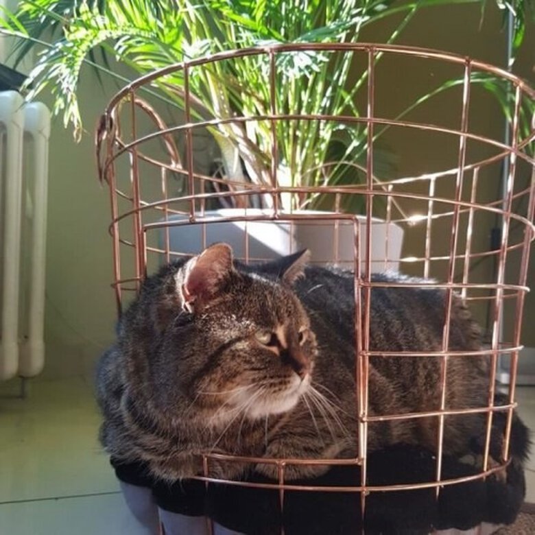 Europet Bernina Rosa Cesta Duvo+ para gatos, , large image number null