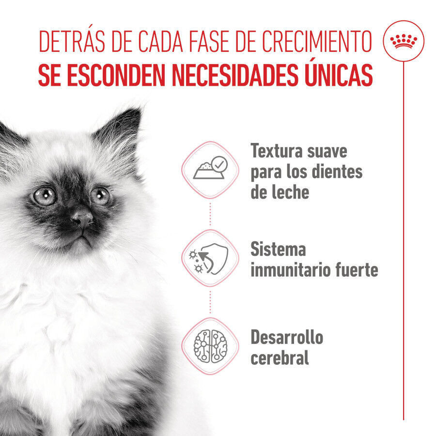 Royal Canin Kitten paté sobre para gatos thumbnail