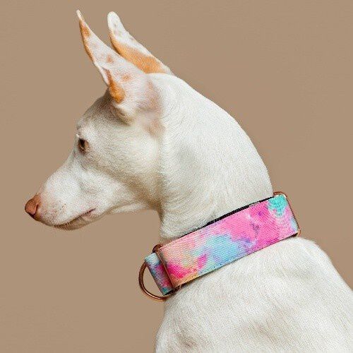 Baona collar martingale yamuna de nylon reciclado multicolor para perros, , large Imagen numero 2