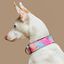 Baona collar martingale yamuna de nylon reciclado multicolor para perros, , large indicador imagen numero 2