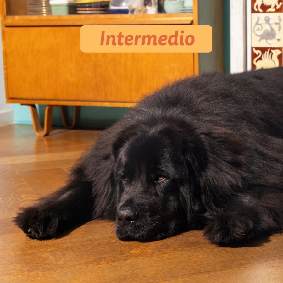 12 kg Edgard & Cooper Adult Pollo pienso para perros grandes, , large Imagen numero 6