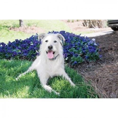 Petsafe sistema de adiestramiento para perros, , large Imagen numero 2