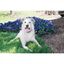 Petsafe sistema de adiestramiento para perros, , large indicador imagen numero 2