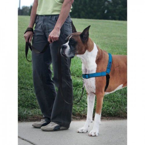 Easy walk tiendanimal shop