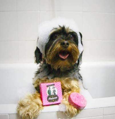 Petuxe champú sólido y vegano para mascotas thumbnail