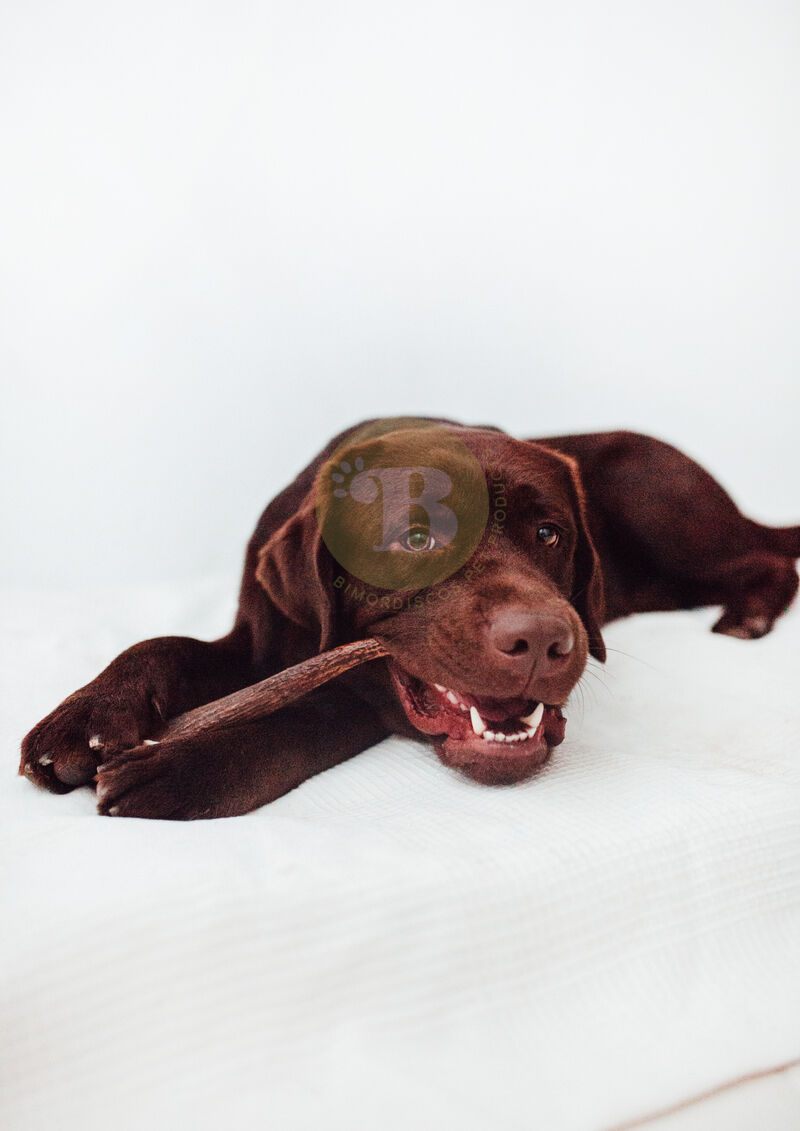 BIMORDISCOS Box NATURE LOVERS Pack de Astas para Perros y Cuernos para Perros, , large Imagen numero 4