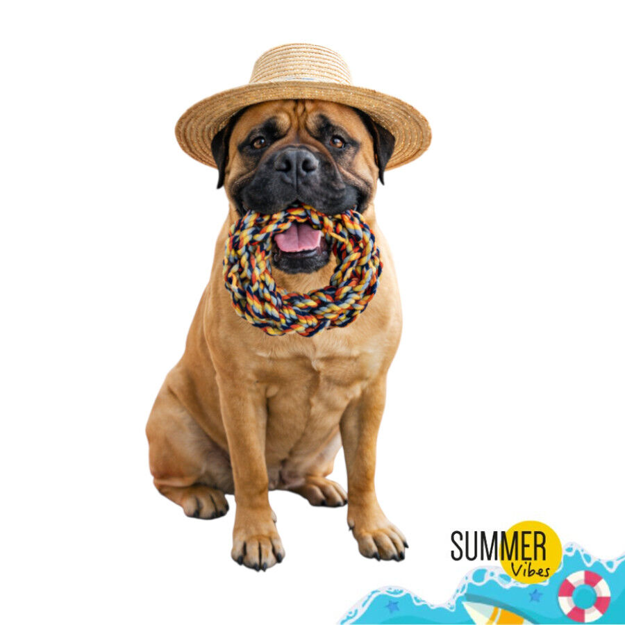 Summer Vibes Mordedor Anillo de Cuerda Juguete para perros, , large Imagen numero 7