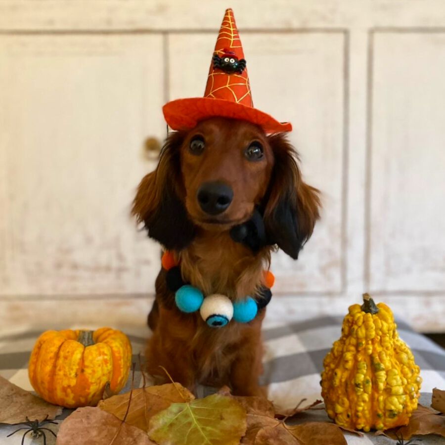 Collar de Perro con Pompones de Halloween - Ojo Azul, , large Imagen numero 3