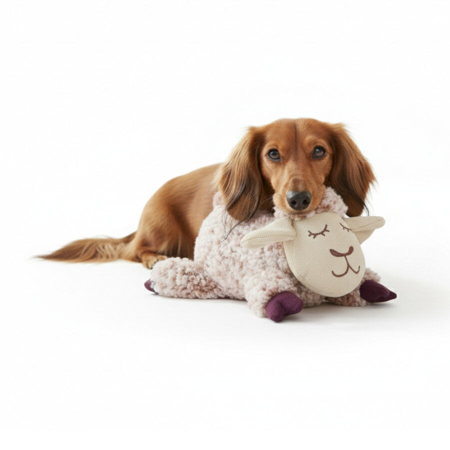 All For Paws Calming Pals Oveja con Lavanda Juguete para perros , , large Imagen numero 3