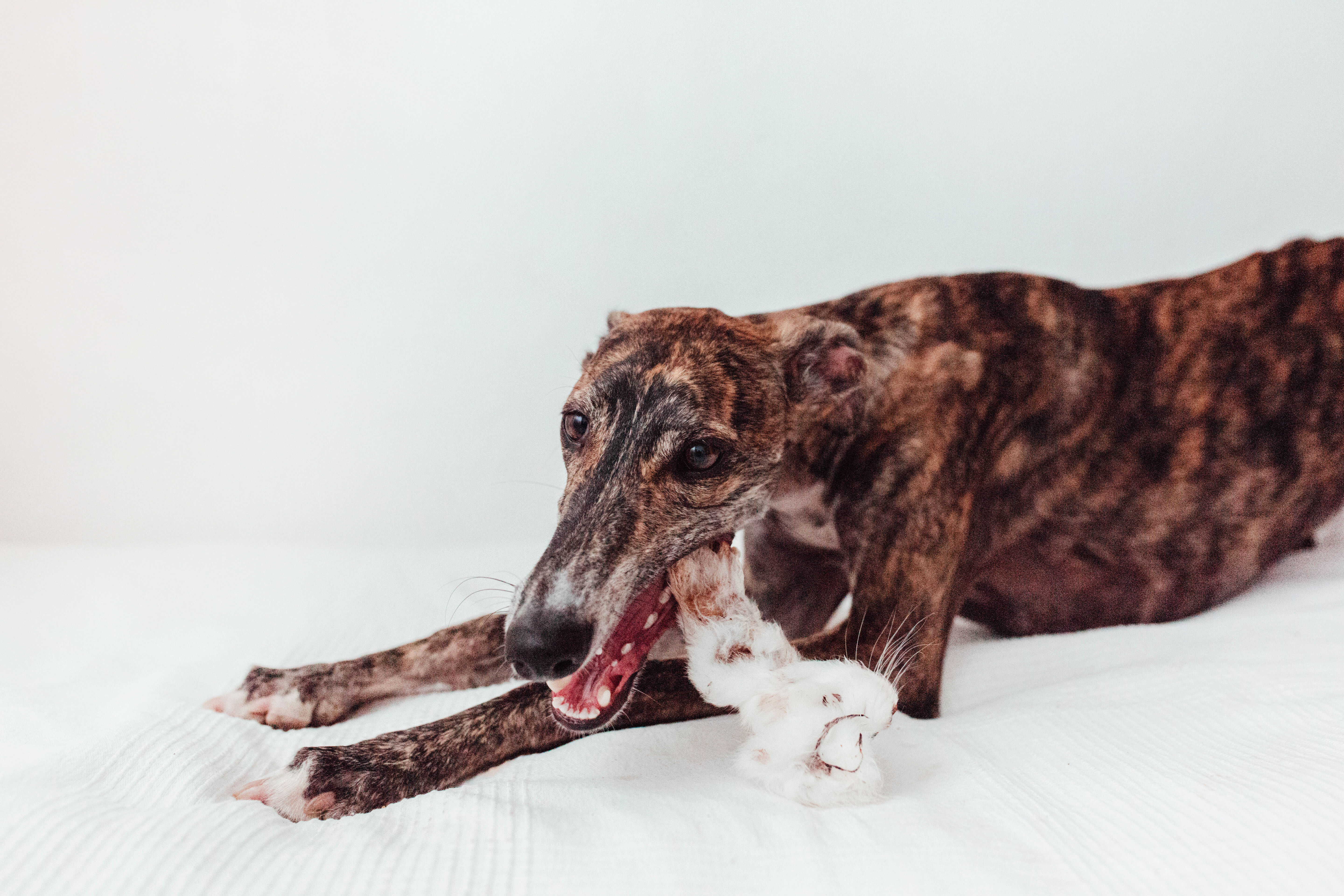 BIMORDISCOS Orejas de conejo para perros y gatos (40 uds.), , large Imagen numero 2