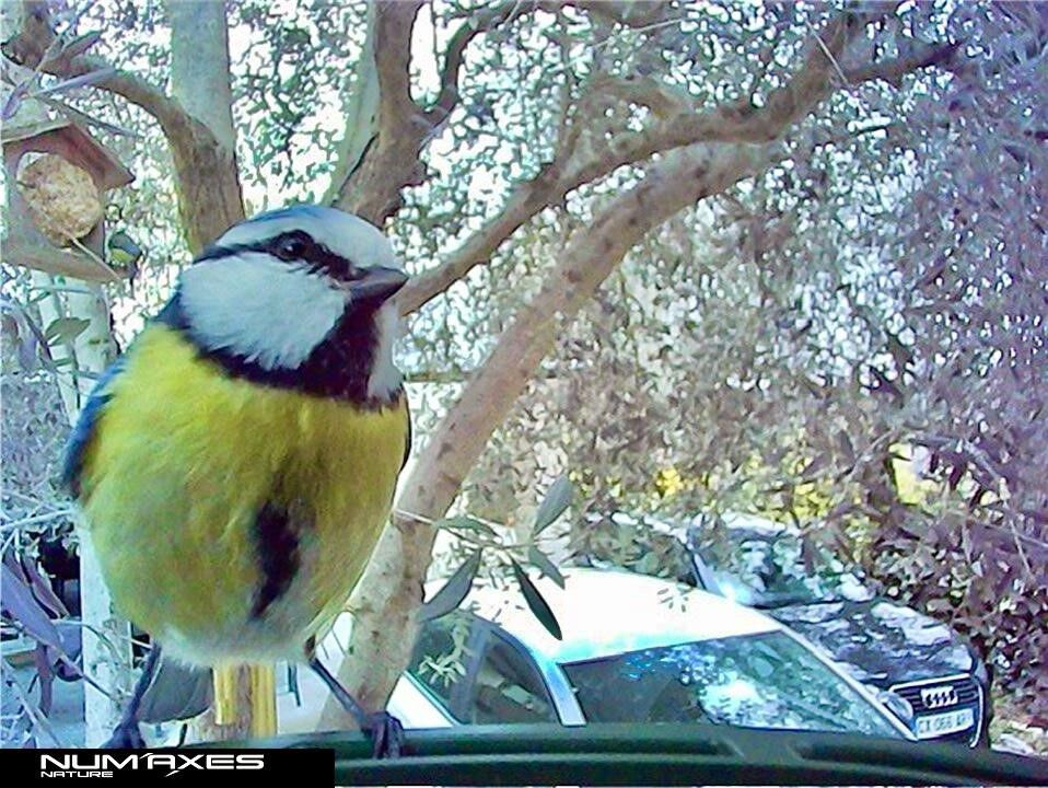 C&aacute;mara comedero para p&aacute;jaros - modelo 1074, , large Imagen numero 4