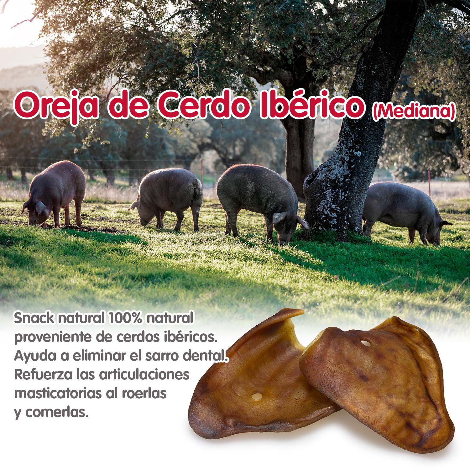 Arquivet Oreja de cerdo Ibérico para perros thumbnail