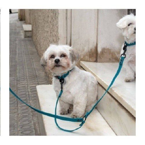 Collar para perro Groc Groc lucky color Azul, , large Imagen numero 2