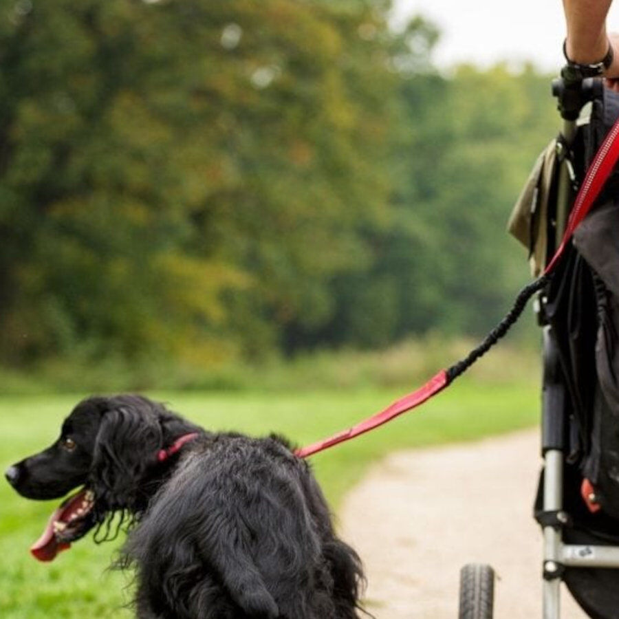 Halti correa de canicross acolchada roja para perros, , large Imagen numero 3