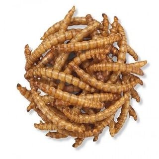 Gusanos de la harina deshidratados para petauros sabor neutro, Gusanos de la harina deshidratados para petauros sabor neutro