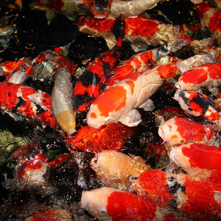 JBL ProPond Flakes alimento para peces thumbnail