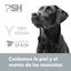 PSH Sky Pink Perfume para perros y gatos, , large indicador imagen numero 6
