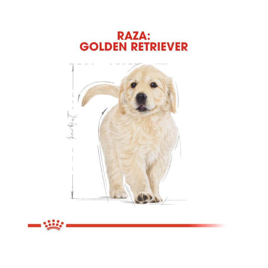 Royal Canin Puppy Golden Retriever pienso para perros thumbnail