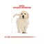 12 kg Royal Canin Puppy Golden Retriever pienso para perros, , large indicador imagen numero 4