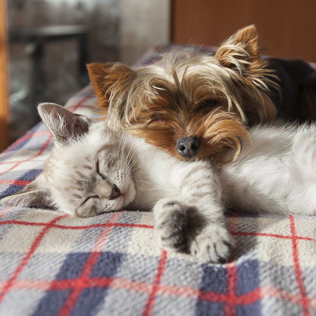 MOOIZA zen spray - efecto calmante para perros y gatos thumbnail